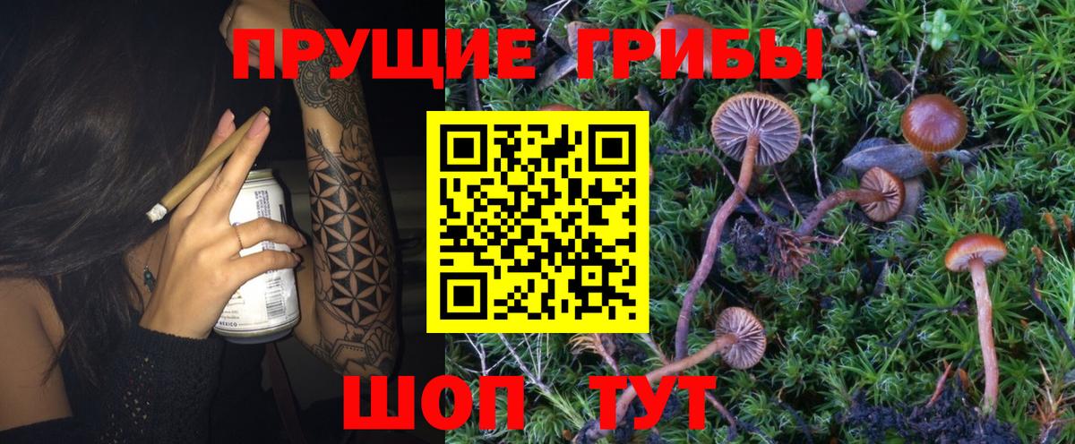 где найти наркотики  Вход с VPN  Кимовск  Галлюциногенные грибы Psilocybe 